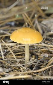 Attēlu rezultāti vaicājumam “Pluteus leoninus”