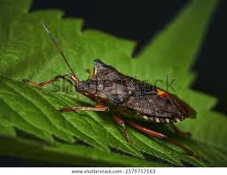 Attēlu rezultāti vaicājumam “Pentatoma rufipes”