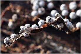 Attēlu rezultāti vaicājumam “Didymium verrucisporum”