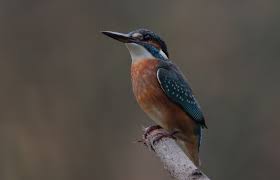 Attēlu rezultāti vaicājumam “Alcedo atthis”