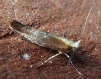 Attēlu rezultāti vaicājumam “Argyresthia albistria”