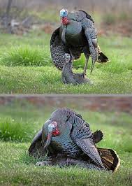 Attēlu rezultāti vaicājumam “Meleagris”