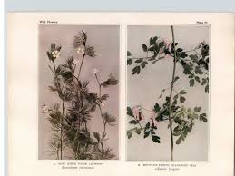 Attēlu rezultāti vaicājumam “Batrachium circinatum flower”