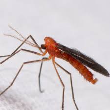 Attēlu rezultāti vaicājumam “Cecidomyiidae”