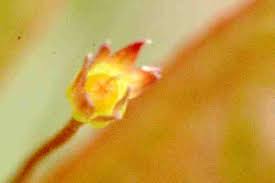 Attēlu rezultāti vaicājumam “Trientalis europaea bud”