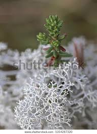 Attēlu rezultāti vaicājumam “Cladonia stygia”