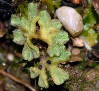 Attēlu rezultāti vaicājumam “Riccia glauca”