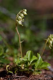Attēlu rezultāti vaicājumam “Orthilia secunda”