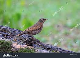 Image result for Turdus naumanni