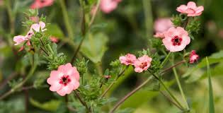 Attēlu rezultāti vaicājumam “Potentilla”