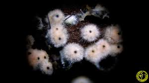 Attēlu rezultāti vaicājumam “Lasiosphaeria ovina”