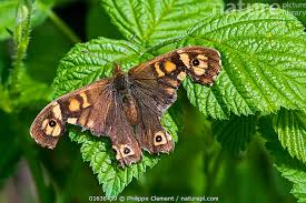 Attēlu rezultāti vaicājumam “Pararge aegeria”