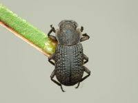 Attēlu rezultāti vaicājumam “Bolitophagus reticulatus”