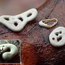 Attēlu rezultāti vaicājumam “Diderma deplanatum”