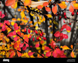 Attēlu rezultāti vaicājumam “Cornus mas”