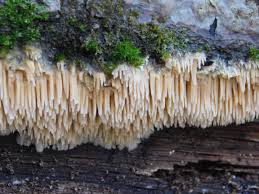 Attēlu rezultāti vaicājumam “Basidioradulum radula”