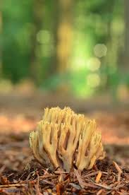 Attēlu rezultāti vaicājumam “Ramaria stricta”