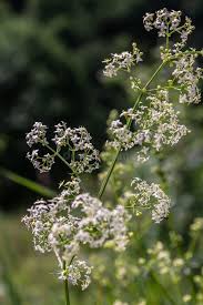 Attēlu rezultāti vaicājumam “Galium album flower”