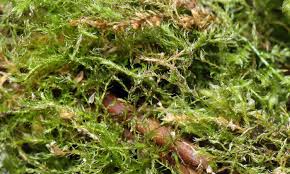 Attēlu rezultāti vaicājumam “Platydictya jungermannioides”