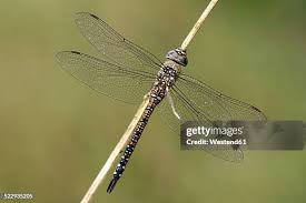 Attēlu rezultāti vaicājumam “Aeshna mixta female”