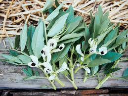 Attēlu rezultāti vaicājumam “Vicia faba leaf”