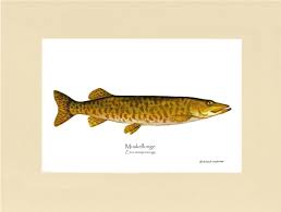 Image result for Esox masquinongy