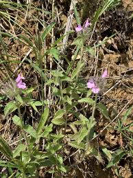 Attēlu rezultāti vaicājumam “Clinopodium vulgare fruit”