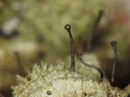 Attēlu rezultāti vaicājumam “Chaenotheca brachypoda”