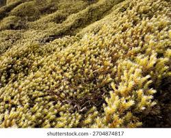 Attēlu rezultāti vaicājumam “Racomitrium heterostichum”