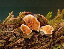 Attēlu rezultāti vaicājumam “Steccherinum bourdotii”