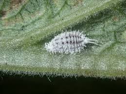 Attēlu rezultāti vaicājumam “Proutia betulina”
