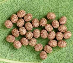 Attēlu rezultāti vaicājumam “Lasiocampa trifolii male”