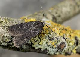 Attēlu rezultāti vaicājumam “Euxoa nigricans”