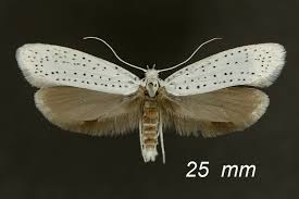 Attēlu rezultāti vaicājumam “Lyonetiidae”