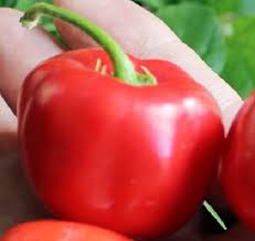 Afbeeldingsresultaat voor red rocoto hot pepper