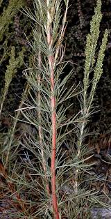 Image result for Artemisia caudata