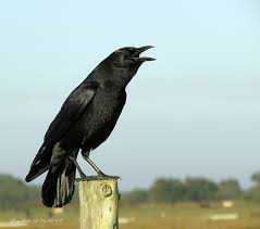 Attēlu rezultāti vaicājumam “Corvidae”