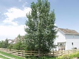 Attēlu rezultāti vaicājumam “Populus x lettland”