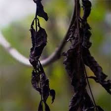 Attēlu rezultāti vaicājumam “Hymenoscyphus fraxineus”