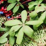 Image result for Ildblomkarse