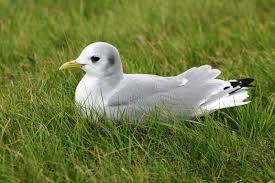 Attēlu rezultāti vaicājumam “Rissa tridactyla adult”