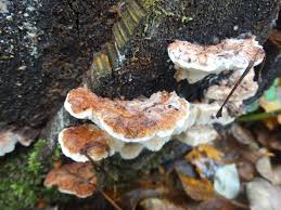 Attēlu rezultāti vaicājumam “Sarcoporia polyspora”