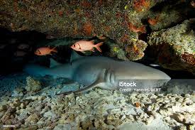 Image result for Nebrius ferrugineus