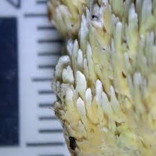 Attēlu rezultāti vaicājumam “Sarcodontia crocea”