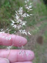 Attēlu rezultāti vaicājumam “Holcus mollis”