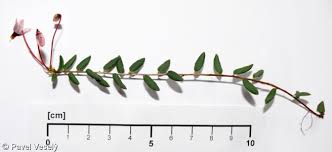 Attēlu rezultāti vaicājumam “Oxycoccus palustris leaf”