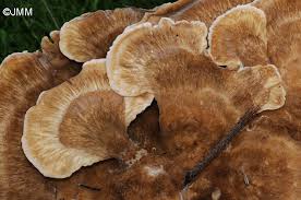 Attēlu rezultāti vaicājumam “Bondarzewia mesenterica”