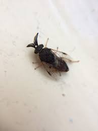 Attēlu rezultāti vaicājumam “Diprion pini female”