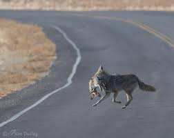 Image result for Hartlepool Coyotes