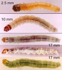 Attēlu rezultāti vaicājumam “Acleris laterana”
